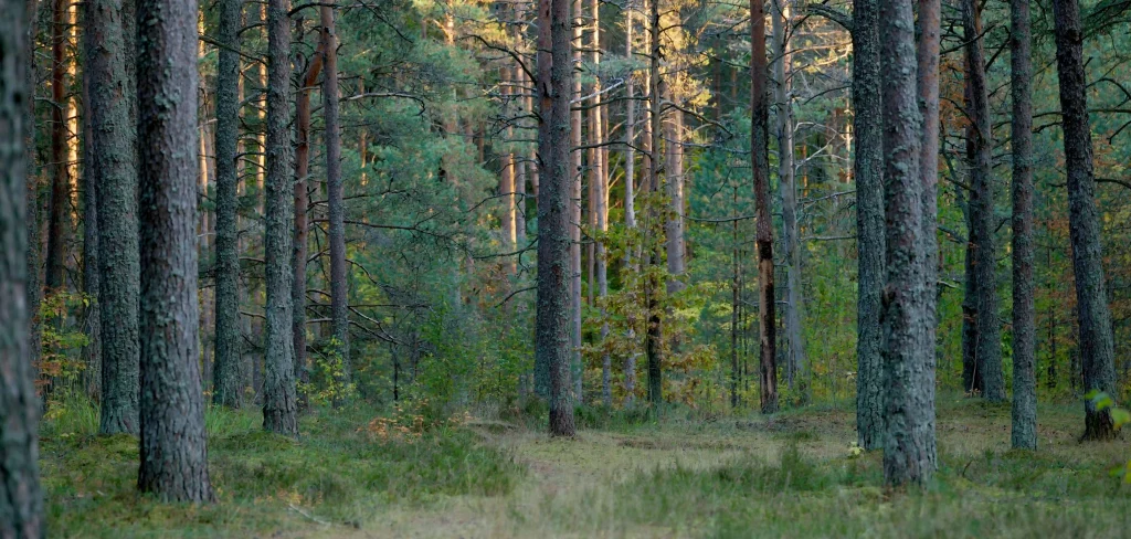 Bomen in het bos.